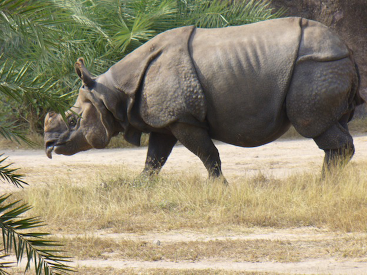 A rare and endangered Javan rhino