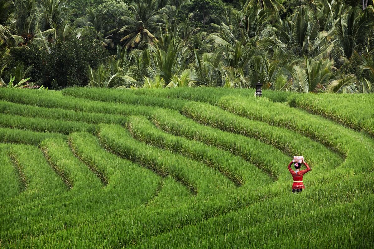 subak