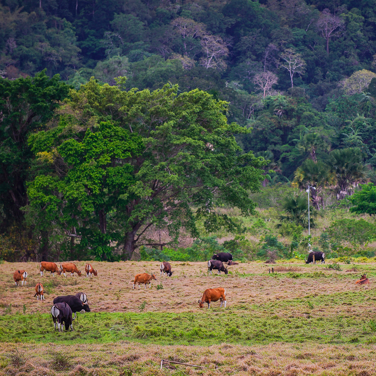 Alas Purwo National Park