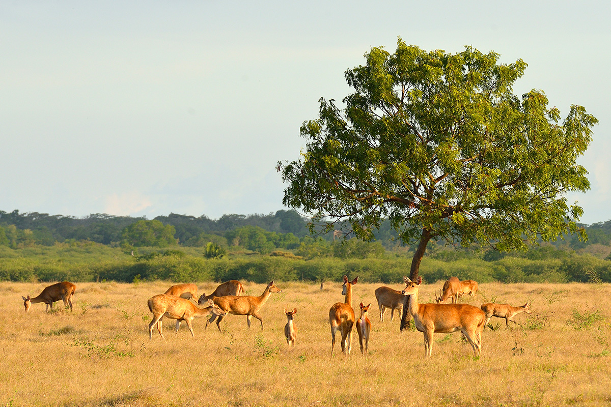 taman safari baluran