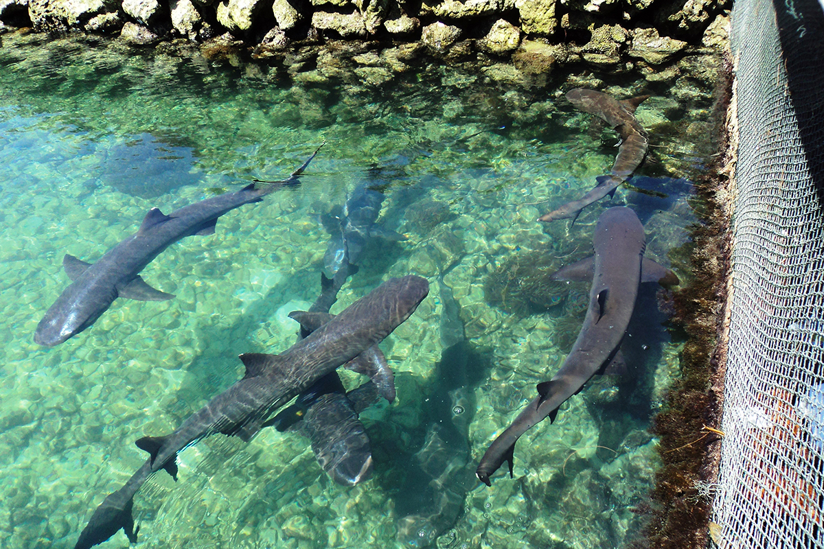 karimunjawa tanpa trip