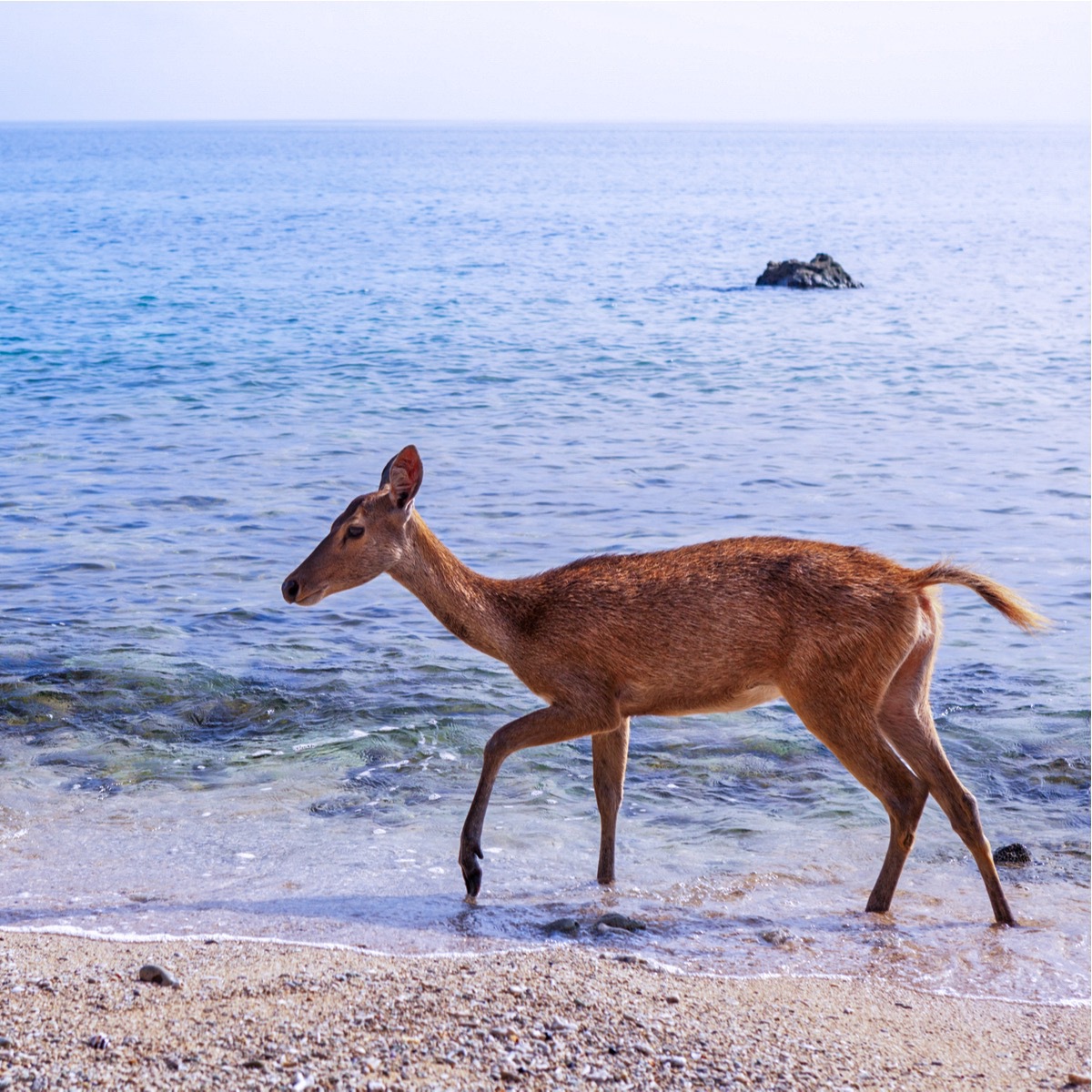 West Bali National Park