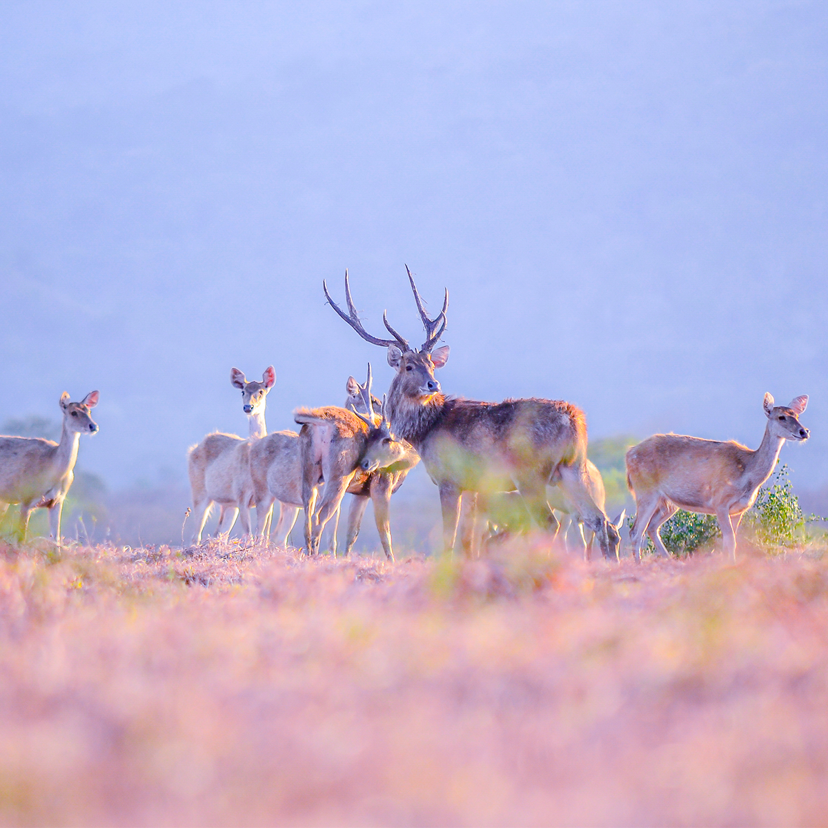 Taman Nasional Baluran