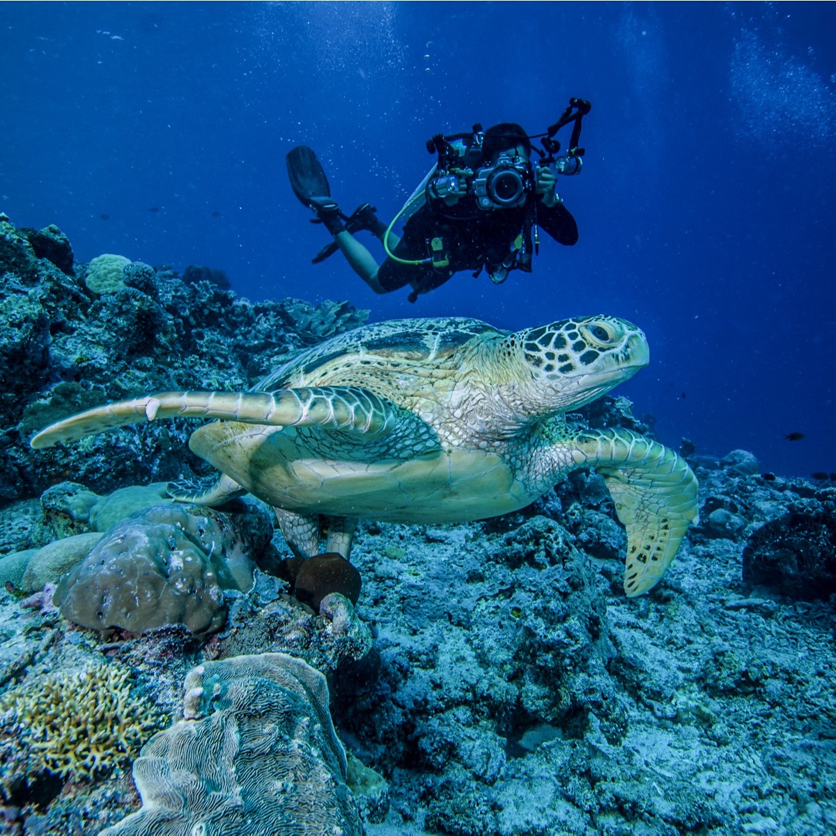 Derawan Archipelago: Pristine Beauty and Rare Turtles