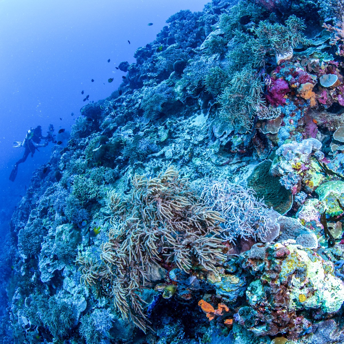 Wakatobi