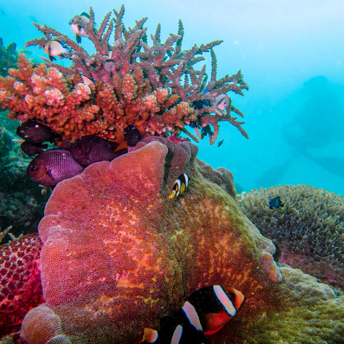 Weh Island: Unparalleled Underwater Universe