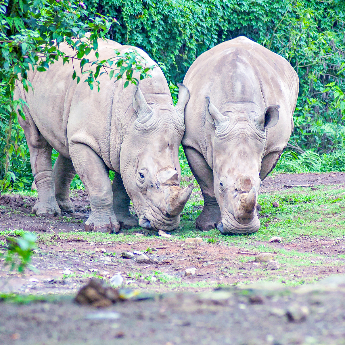 Ujung Kulon National Park