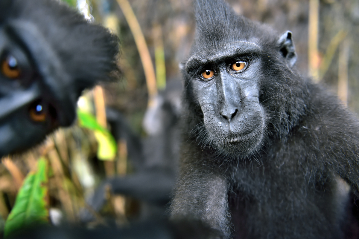 tangkoko