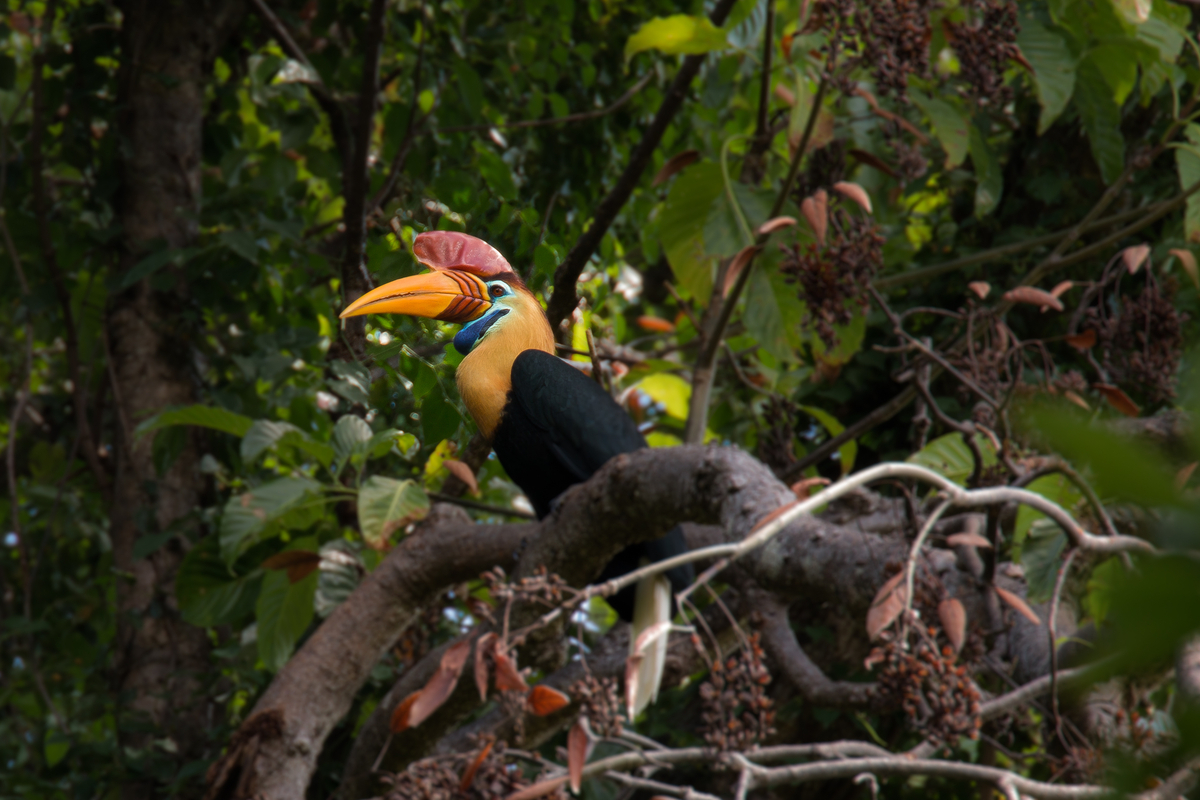 tangkoko