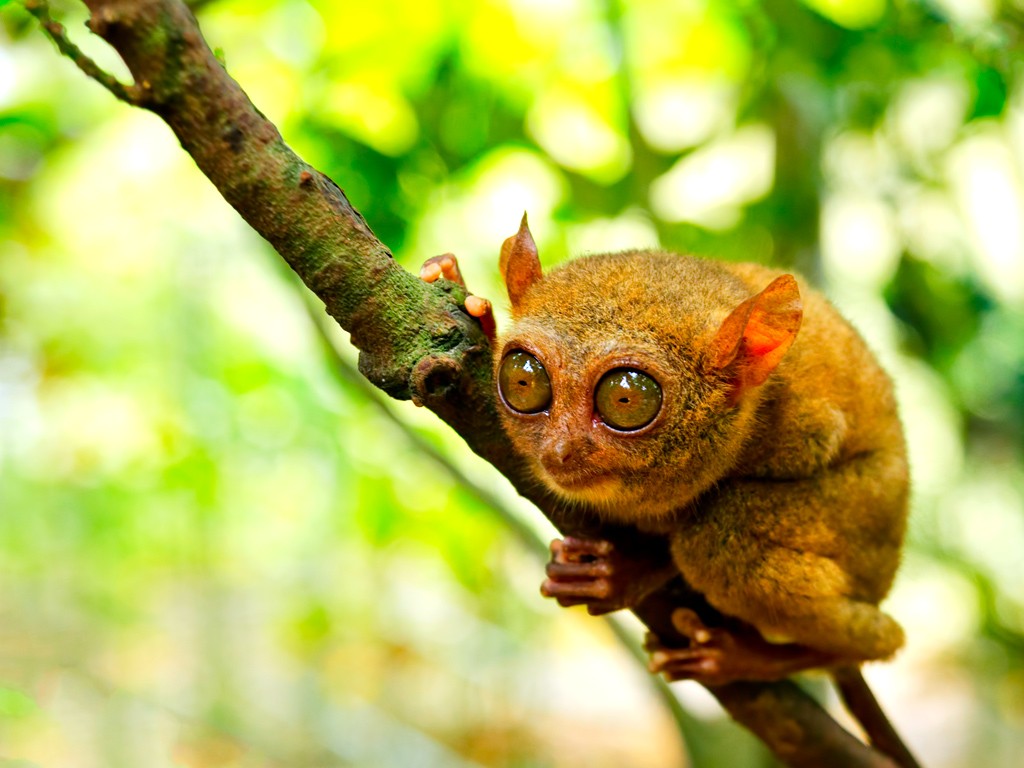 The Faithful and Romantic TARSIUS, icon of Bitung at the Tangkoko Nature Reserve