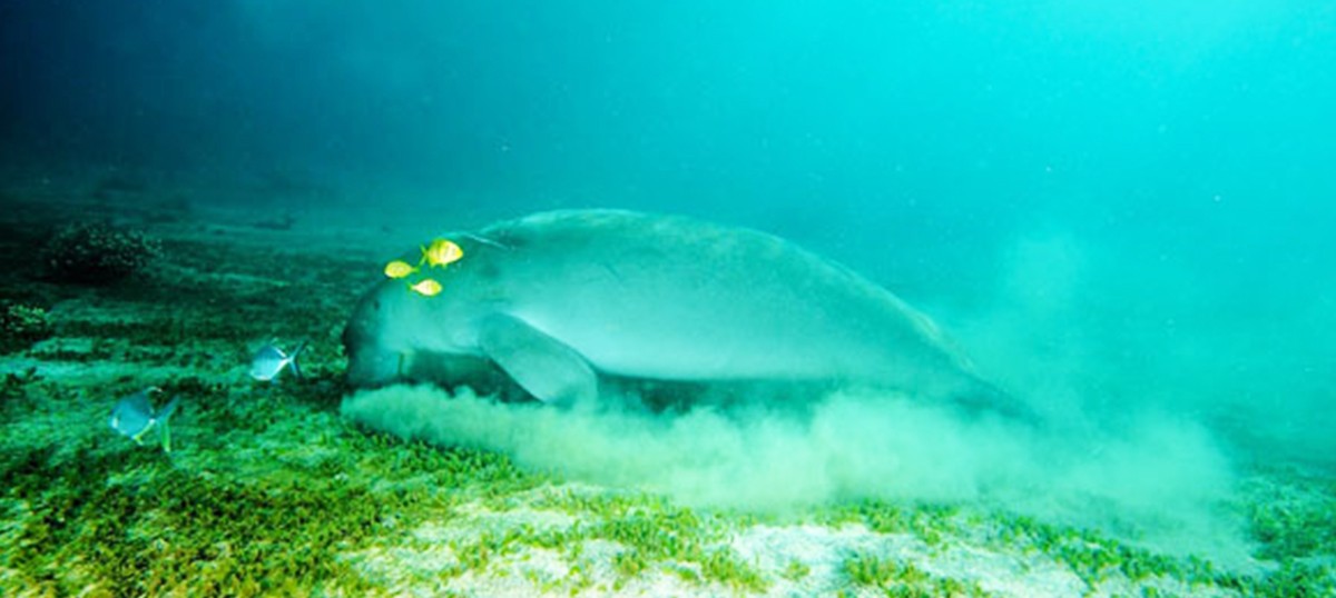 The Lembeh Strait