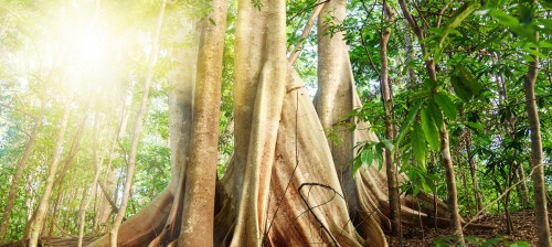 The Tangkoko Nature Reserve