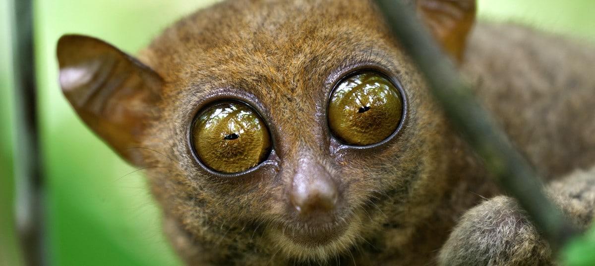 Le fidèle et romantique Tarsier, icône de Bitung, dans la reserve naturelle de Tangkoko