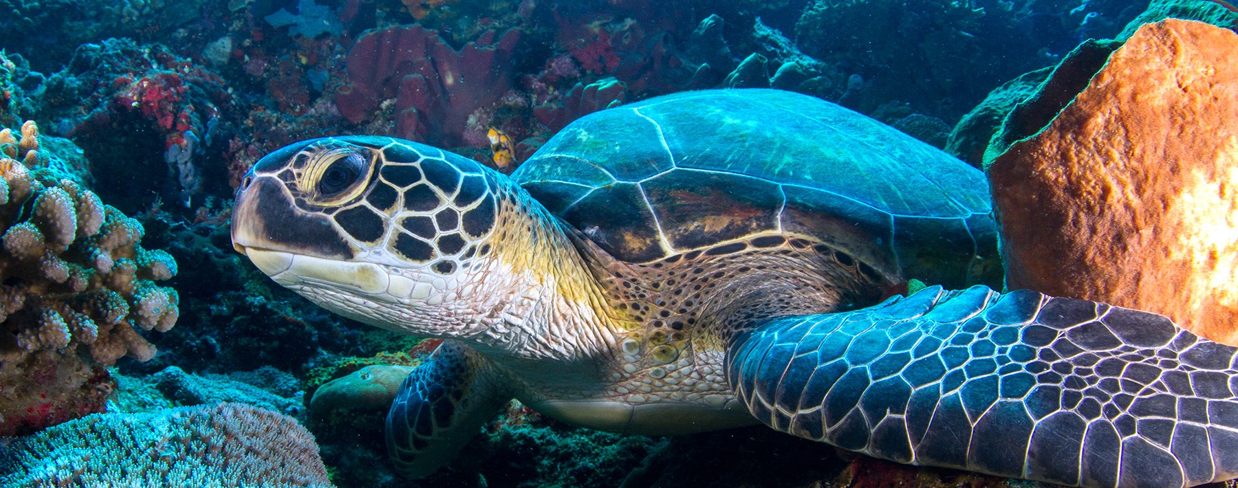 Bunaken - Indonesia Travel