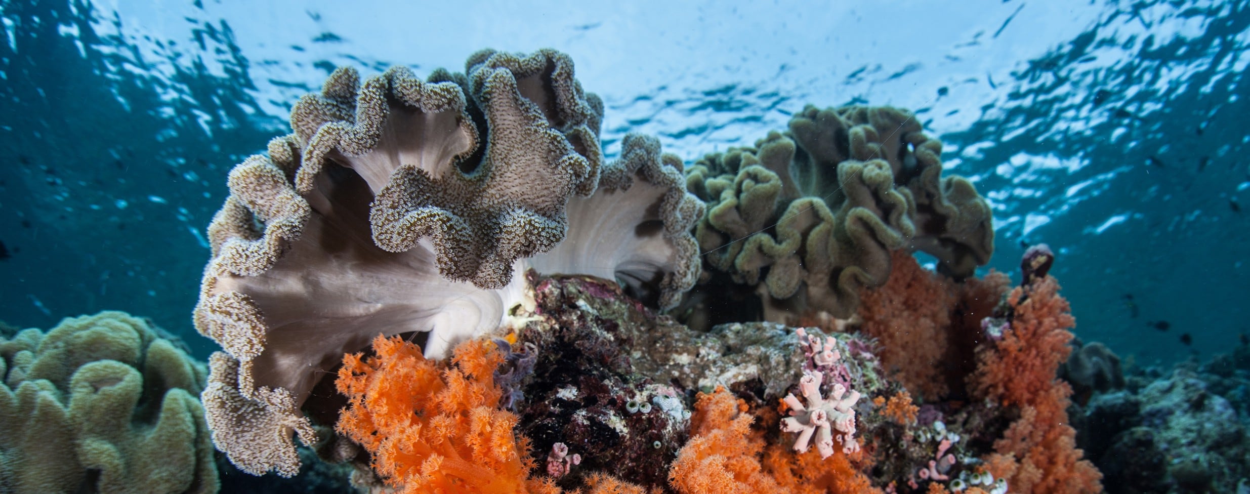 Wakatobi National Marine Park, Underwater Paradise in The Heart of Asia-Pacific Coral Triangle  