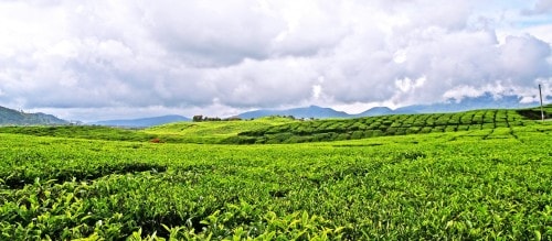 Kayu Aro Tea Plantation