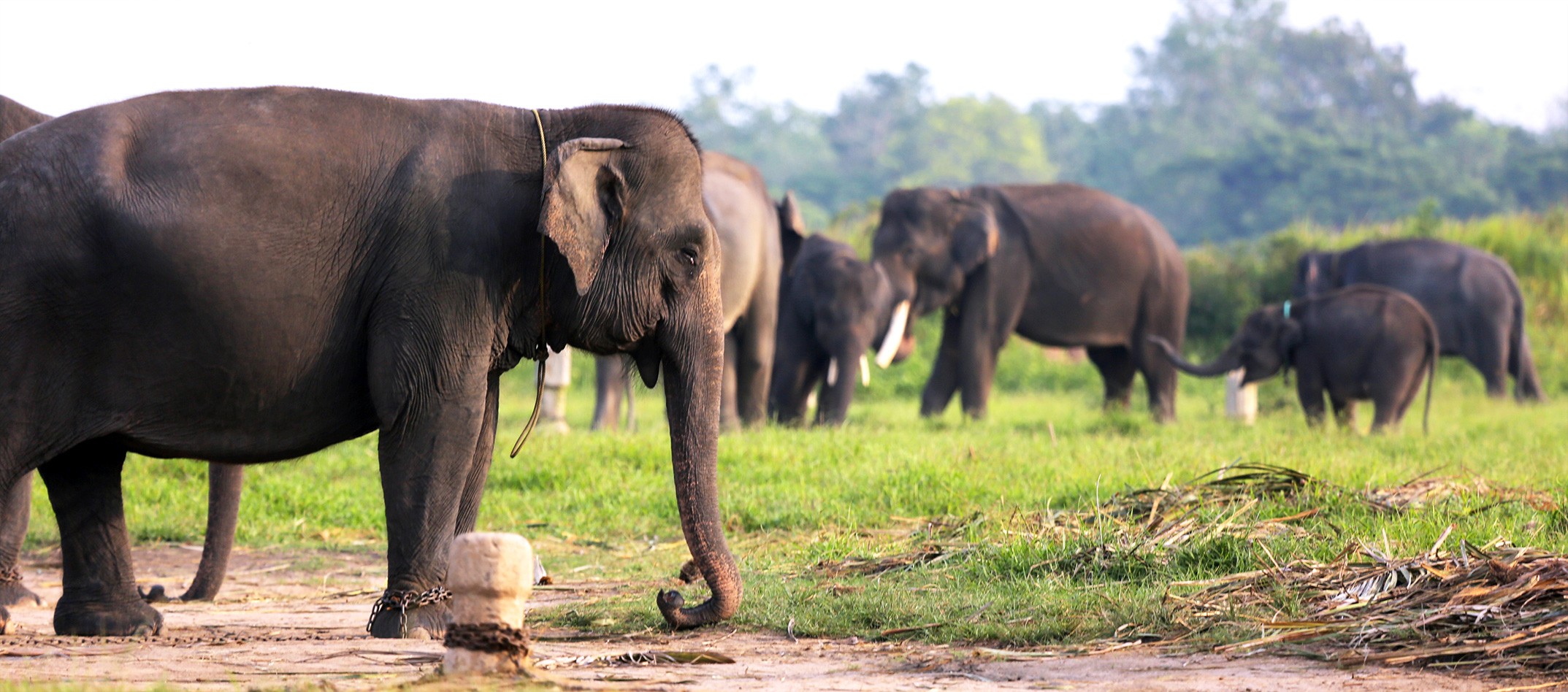 Way Kambas National Park (WKNP)