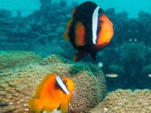 L’ ÎLE DE BAWAH DANS LES ANAMBAS: LE PARADIS DES PLONGEUR DEN MER DE CHINE DU SUD