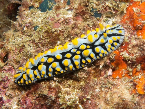 Bawah Island in the Anambas: Divers’ Paradise in the South China Sea