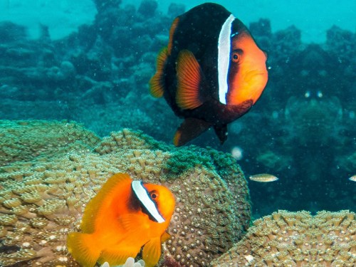 Bawah Island in the Anambas: Divers’ Paradise in the South China Sea