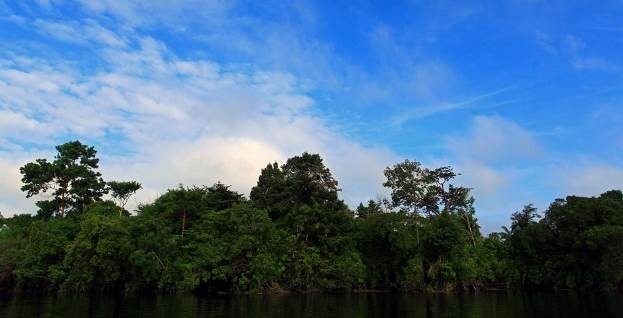 Kerumutan Forest Reserve