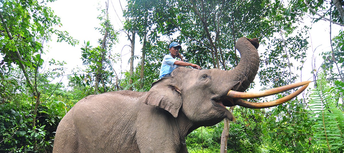 Tesso Nilo National Park: Sumatra's Rainforest Haven