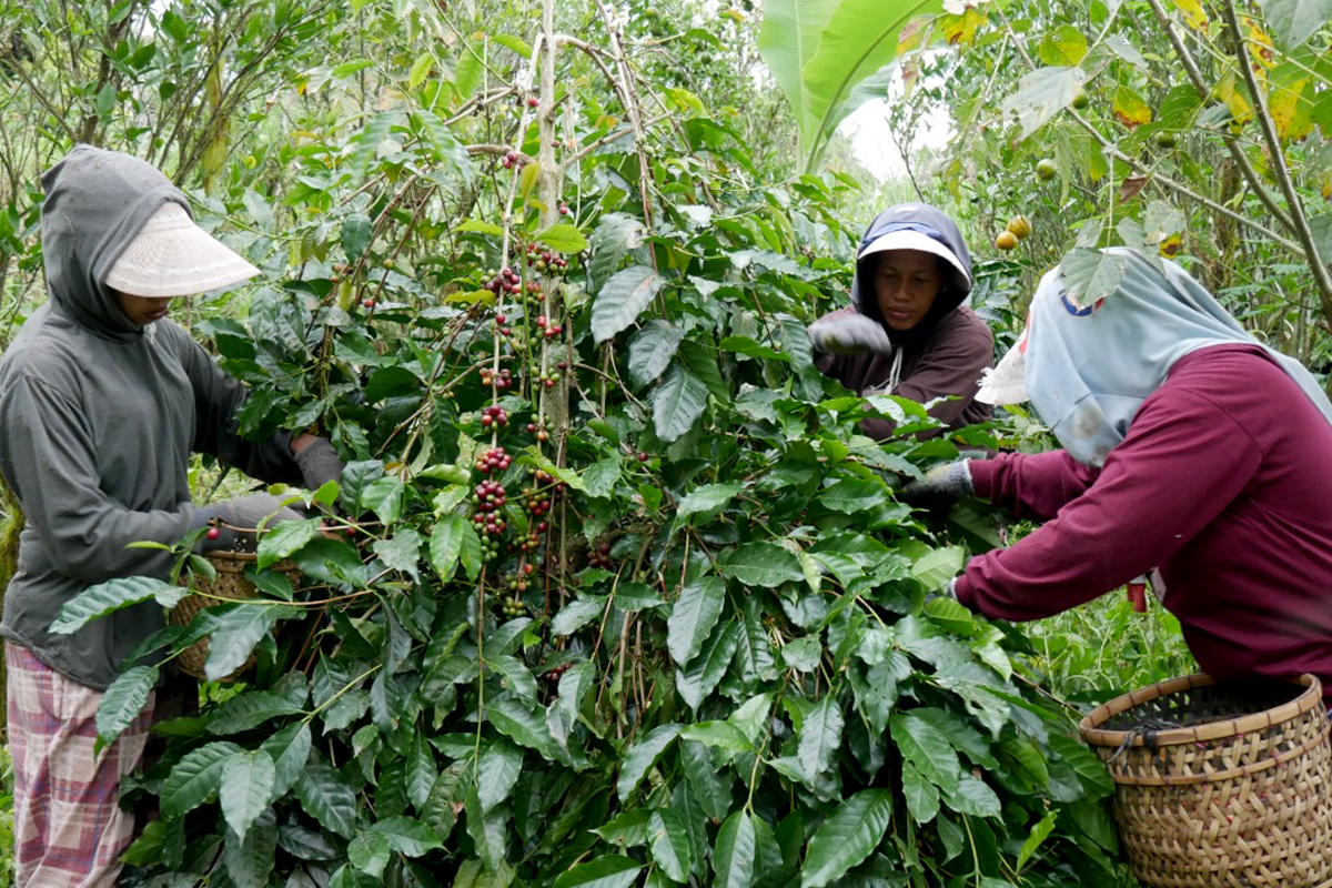 kintamani coffee festival