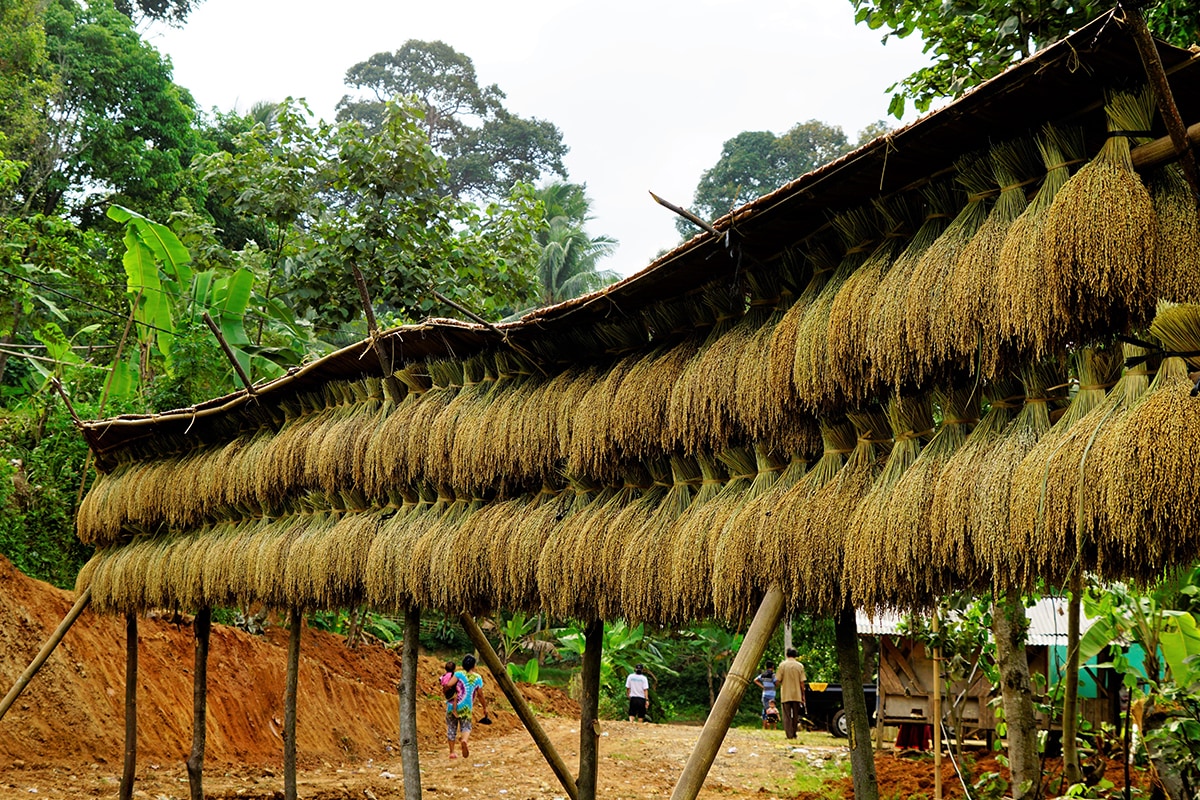 Seba Baduy: Banten’s closed Baduy Emerge from Seclusion