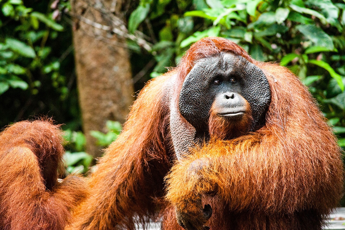Orangutan di Taman Nasional Tanjung Puting, Kalimantan Tengah