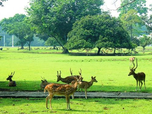 Bogor Botanical Garden Bicentennial Celebrations 2017 