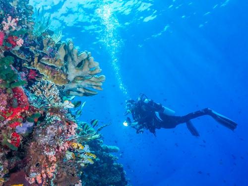 Indonesia’s Dive Operators  offer Spectacular Dive Packages at ADEX 2017, Singapore