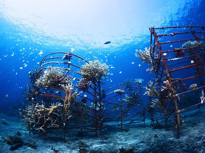 The Buleleng Bali Dive Festival:  Coral Reef Conservation through Ecotourism