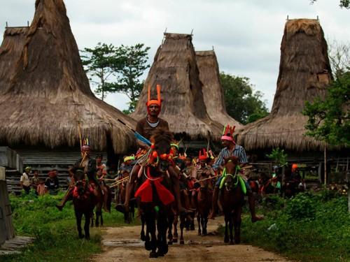  The Unique 1001 SANDALWOOD HORSES FESTIVAL on SUMBA Island