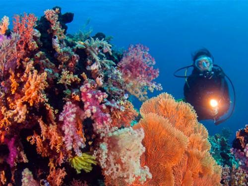 Wakatobi Wave 2017: Explore the Underwater Wonders of Wakatobi