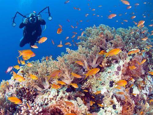 Wakatobi Wave 2017: Explore the Underwater Wonders of Wakatobi