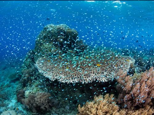 WONDERFUL INDONESIA at Australia International Dive Expo (AIDE) Sydney