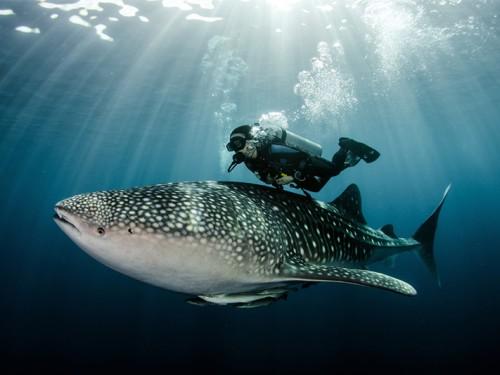 WONDERFUL INDONESIA at Australia International Dive Expo (AIDE) Sydney