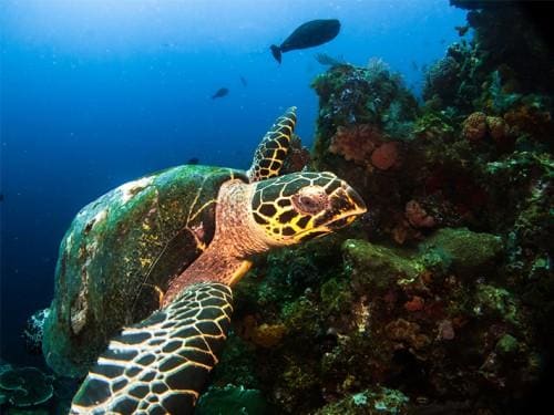  亞洲十大潜水地點裏的4個地點都在印尼