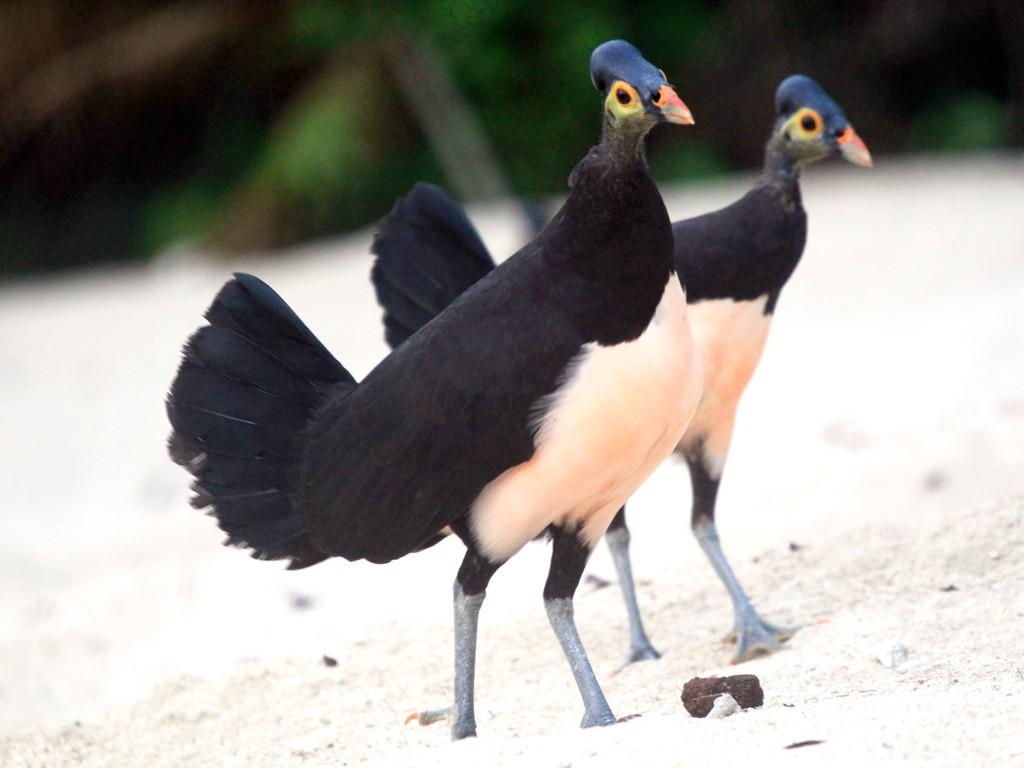 6 Intriguing Animals Endemic to Sulawesi