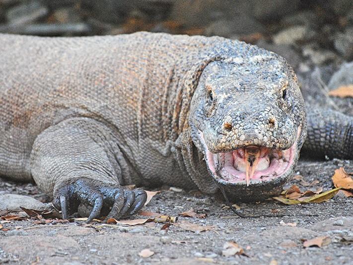 Adventure Sailing the Komodo Islands