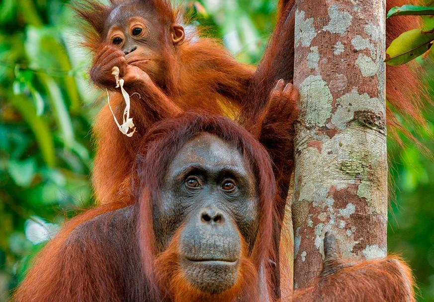 Borneo: Time to Reconnect with Nature