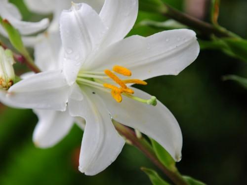 Feast to the Fascinating FLORAL COLORS of TOMOHON, near Manado