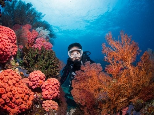 INDONESIA again Confirmed Top Dive Destination in the World: Dive Magazine 2017 Travel Awards