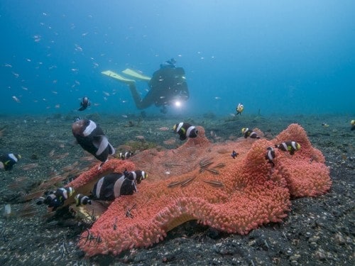 INDONESIA again Confirmed Top Dive Destination in the World: Dive Magazine 2017 Travel Awards