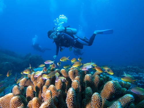 INDONESIA again Confirmed Top Dive Destination in the World: Dive Magazine 2017 Travel Awards