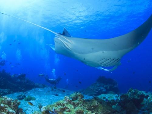 Indonesia’s Komodo National Park among World’s Top Ten Destinations: National Geographic