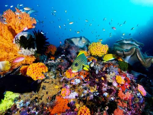 Indonesia Showcases Spectacular Dive Destinations at  MIDE 2017 Malaysia