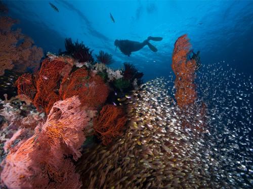 LOMBOK and LABUAN BAJO-KOMODO to CLEAR GARBAGE on Land and Sea