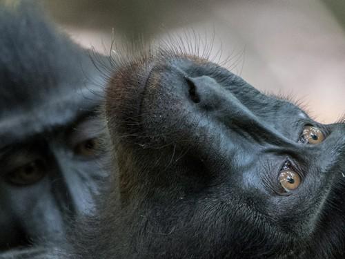 Photographing Endemic Wildlife of North Sulawesi