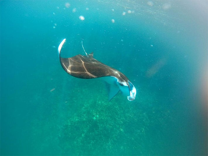 The Government is Taking Action to Cleanse Bali’s Sea from Drifting Litter